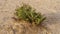 Halophyte Zygophyllum qatarense or Tetraena qatarense plant in desert of a qatar, Selective focus