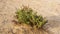 Halophyte Zygophyllum qatarense or Tetraena qatarense plant in desert of a qatar, Selective focus