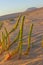 Halophytes at the coastal zone between land and water at the Fuerteventura and Atlantic ocean.