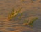 Halophytes at the coastal zone between land and water at the Fuerteventura and Atlantic ocean.