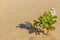 Halophytes at the coastal zone. Salt plant, common glasswort, halophytic