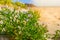 Halophytes at the coastal zone. Salt plant, common glasswort, halophytic