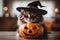 haloween cat with pumpkin and witch hat