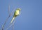 Halsbandparkiet; Rose-ringed Parakeet; Psittacula krameri