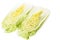 Halved Chinese cabbage or petsai isolated on a white background