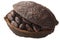 Halved cocoa pod with whole fermented cacao beans (Theobroma cacao fruit w seeds) isolated