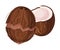 Halved Coconut with Hard Shell and Fibrous Husk Showing White Inner Flesh Vector Illustration