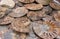 halved and polished ammonite fossils for sale as souvenirs at gift store