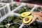 Halves of ripe avocado in hands of female ruit sorting factory worker