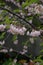 HalÃ©sier de Caroline Carolina silverbell Halesia carolina Rosy Ridge Styracac garden