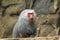 Hamadryas baboon