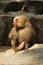 Hamadryas baboon