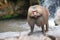 Hamadryas baboon