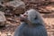 Hamadryas baboon against the background of stones