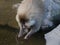 Hamadryas baboon drinking