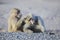 Hamadryas baboon family sitting on the Road to Lake Assal, Djibouti