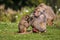 Hamadryas baboon grooming