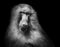 Hamadryas baboon monkey black white portrait