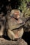 Hamadryas Baboon, papio hamadryas, Female scratching Paw