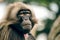 Hamadryas Baboon Papio hamadryas pavian close up portrait in the zoo