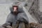 Hamadryas Baboon Papio hamadryas pavian close up portrait in the zoo