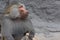 Hamadryas Baboon Papio hamadryas pavian close up portrait in the zoo