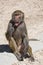 Hamadryas Baboon Papio hamadryas pavian eating stick close up portrait