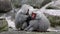 Hamadryas baboon, papio hamadryas, sitting together and grooming each other.