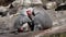 Hamadryas baboon, papio hamadryas, sitting together and grooming each other.