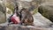 Hamadryas baboon, papio hamadryas, sitting together and grooming each other.