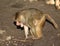 Hamadryas baboon searching