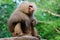 The hamadryas baboon sits on a branch