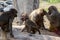 Hamadryas Baboons grooming involved