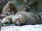Hamadryas baboons sleeping