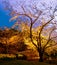 Hamamatsu Flower Park Night Cherry Blossoms