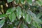 Hamamelidaceae plant tree leaf leaves close up