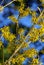 Hamamelis 04