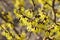 Hamamelis