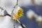 hamamelis blossom and snow