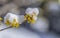hamamelis blossom and snow