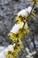 Hamamelis x intermedia `Gimborn`s Perfume`