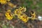 Hamamelis x Intermedia `Orange Beauty` Witch Hazel