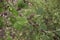 Hamamelis virginiana shrub