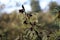 hamamelis or witch hazel flowering in early spring