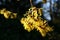 hamamelis or witch hazel flowering in early spring