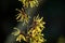 Hamamelis yellow blossom