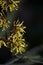 Hamamelis yellow blossom
