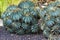 Hamatocactus Setispinus cactus plant in the garden