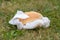 Hamburger Abandoned On Grass