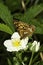 Hamearis lucina / The Duke of Burgundy butterfly